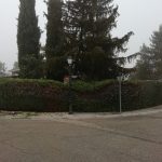 Poda seto en Urb. Monteclaro.