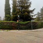 Poda monteclaro pozuelo