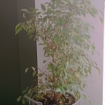 Ficus benjamina Golden King