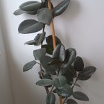 Ficus elástica robusta