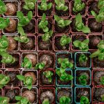 Semilleros de Bulbos Tulipanes, Jacintos y Narcisos.s