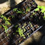 Semilleros de verduras