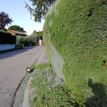 Poda de Seto Madrid.