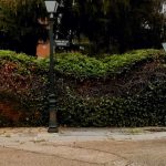 Seto formado por Arizonica, Hiedra y Madreselva. y