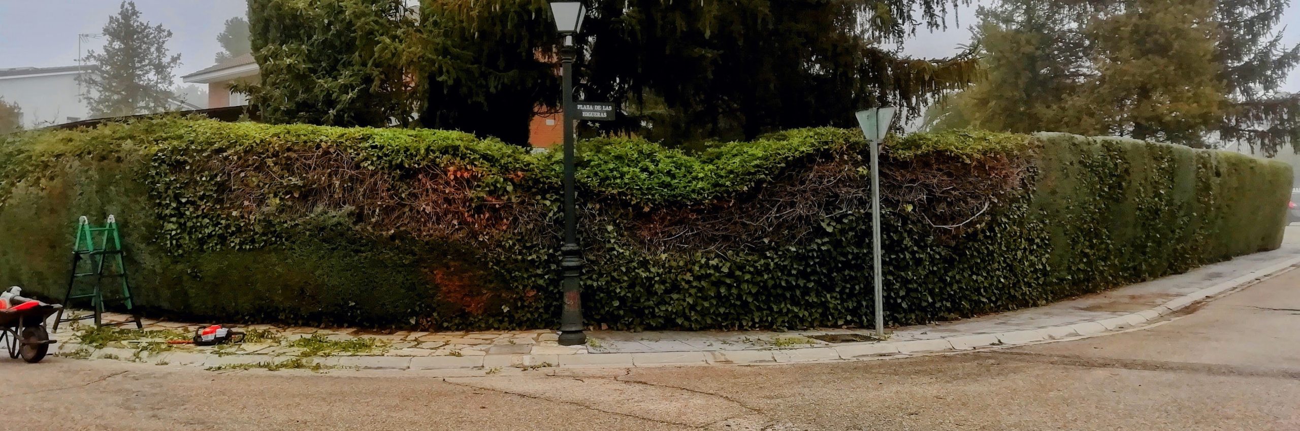 Seto formado por Arizonica, Hiedra y Madreselva. y