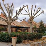 Poda de Plátanos en Urb. Molino de la Hoz.